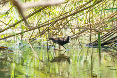 Zapornia flavirostra