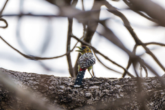 Trachyphonus vaillantii