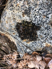 Umbilicaria cylindrica