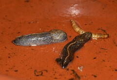 Tandonia budapestensis
