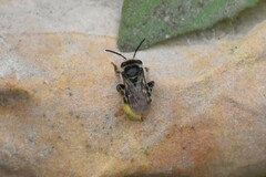 Exomalopsis bruesi