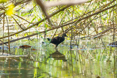 Zapornia flavirostra