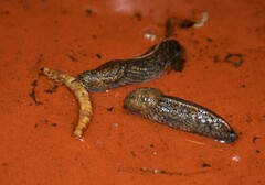 Tandonia budapestensis
