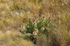 Leucadendron tinctum