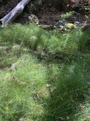 Equisetum telmateia