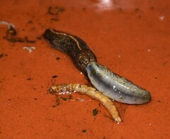 Tandonia budapestensis