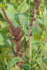 Amaranthus viridis