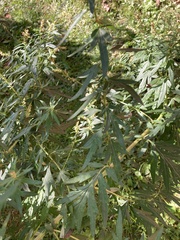 Artemisia verlotiorum