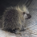 North American Porcupine - Photo (c) Chris Bentley, some rights reserved (CC BY-NC), uploaded by Chris Bentley