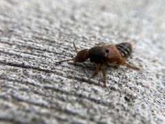 Platydracus immaculatus