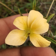Barleria prionitis
