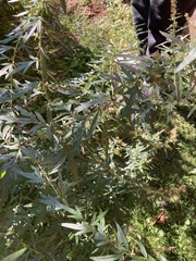 Artemisia verlotiorum