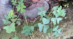 Oxalis latifolia