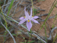 Moraea macrocarpa