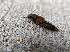 Platydracus immaculatus