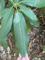 Rhododendron maximum