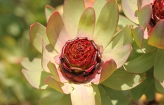 Leucadendron tinctum