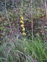Agrimonia eupatoria