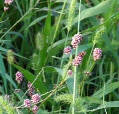 Persicaria limbata