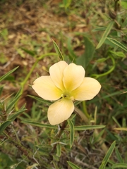 Barleria prionitis