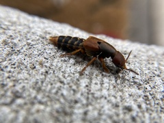 Platydracus immaculatus