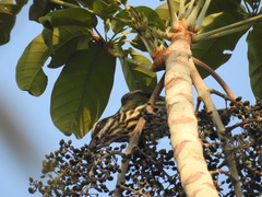 Myiodynastes maculatus