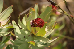 Leucadendron tinctum