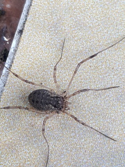 Oligolophus tridens