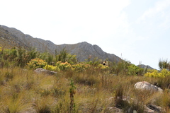Leucadendron tinctum