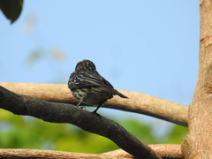 Myiodynastes maculatus