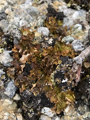 Lobaria