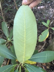 Rhododendron maximum