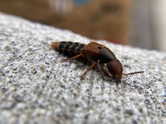 Platydracus immaculatus