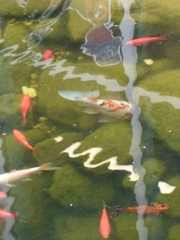 Cyprinus rubrofuscus