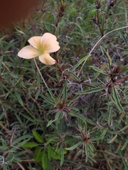 Barleria prionitis