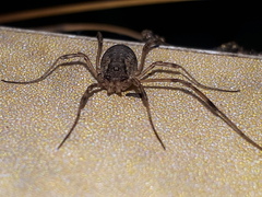 Oligolophus tridens