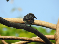 Myiodynastes maculatus