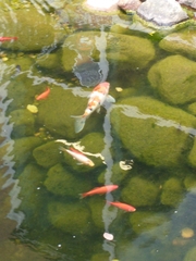 Cyprinus rubrofuscus