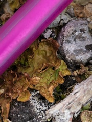 Lobaria