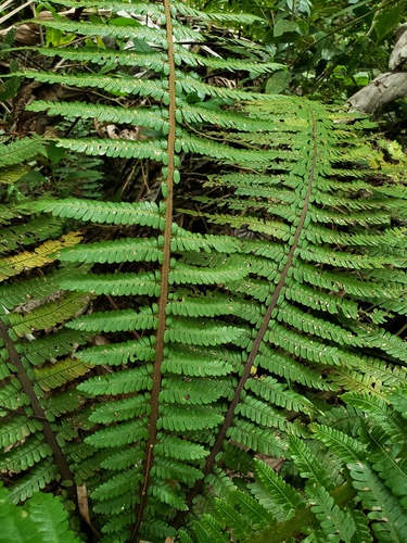 Elfin Tree Fern (Cyathea dryopteroides)