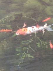 Cyprinus rubrofuscus