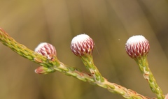 Brunia noduliflora