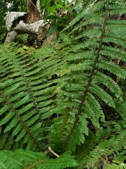 Cyathea dryopteroides