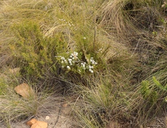 Brunia noduliflora