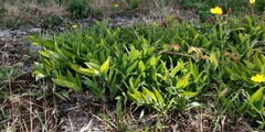 Polygonatum odoratum