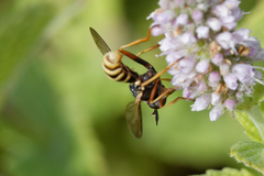Conops quadrifasciatus