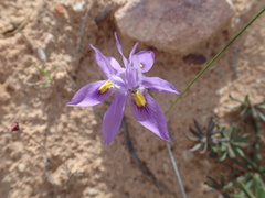 Moraea macrocarpa