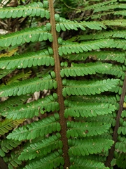 Cyathea dryopteroides