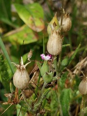Silene conica