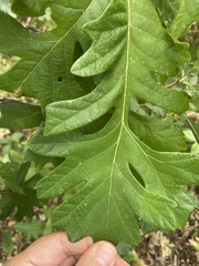 Quercus macrocarpa